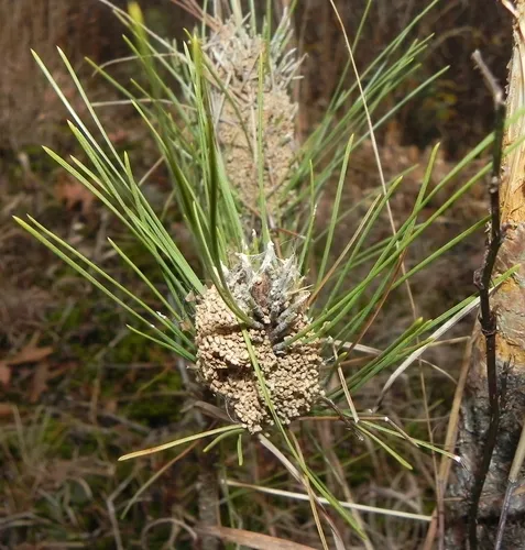Pine Webworm Moth