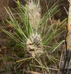 Pine Webworm Moth thumbnail 1