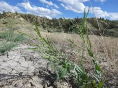 Hare's-ear Mustard thumbnail 2