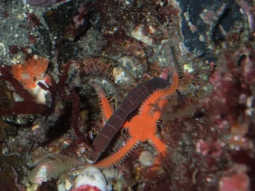 Micrura wilsoni