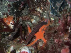 Micrura wilsoni thumbnail 1