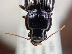 Magnificent Sun Beetle thumbnail 3