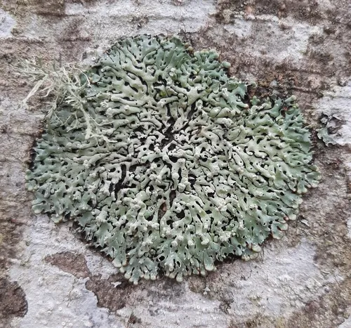 Port-hole Lichen