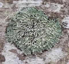 Port-hole Lichen thumbnail 1