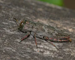 Flat-headed Apple Tree Borer thumbnail 3