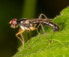 Cordilura varipes thumbnail 2