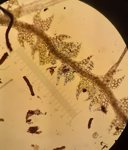 Scissors Pincerwort
