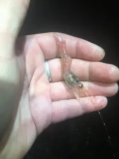 Humpy Shrimp thumbnail 4