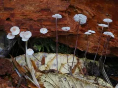 Oak-leaf Pinwheel thumbnail 3