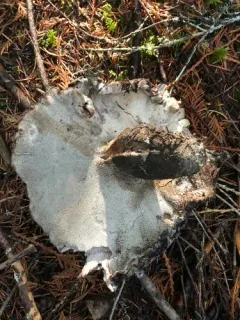 Boletopsis leucomelaena thumbnail 2