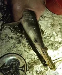 Shortnose Gar thumbnail 2