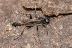Podalonia robusta thumbnail 2