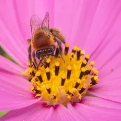 Dark-veined Longhorn Bee thumbnail 3