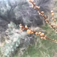 Wand Mullein thumbnail 4