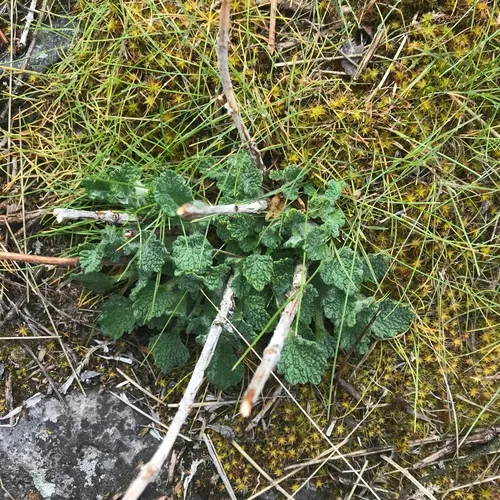 White Horehound