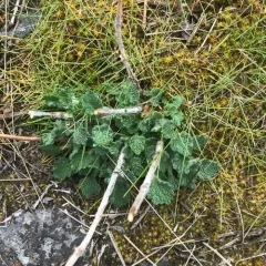 White Horehound thumbnail 1