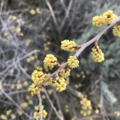 fragrant sumac thumbnail 3