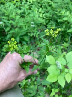 meadow-parsnip thumbnail 4
