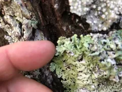 Hypogymnia wilfiana thumbnail 3