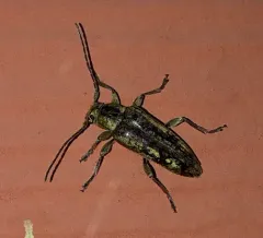 Atimia dorsalis thumbnail 3