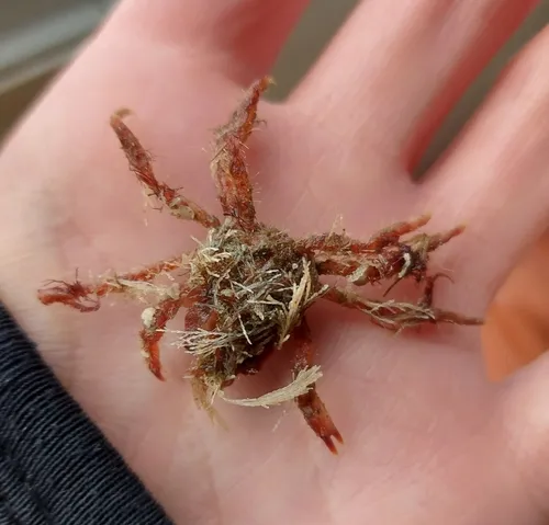 contracted crab