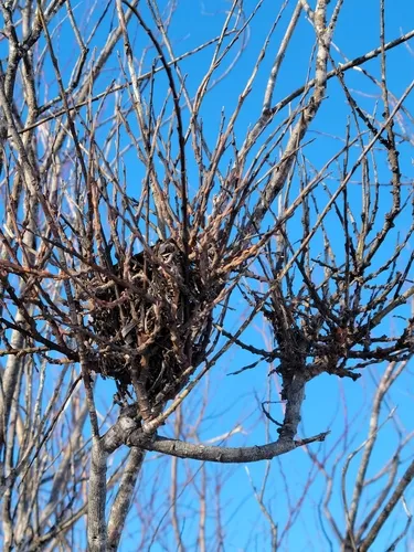 Birch Witch's-broom