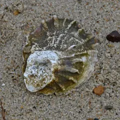 European Flat Oyster thumbnail 4