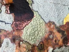 Branch Bumps thumbnail 4