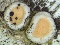 Sclerococcum parasiticum thumbnail 3