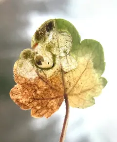 Lampronia russatella thumbnail 2