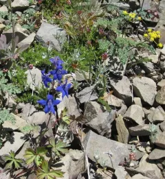 Rockslide Larkspur thumbnail 2