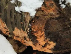 Dichostereum effuscatum thumbnail 2
