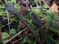 deceptive earthtongue thumbnail 4