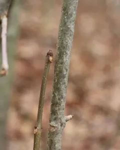 Marmara fraxinicola thumbnail 1