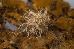 Gibellula leiopus thumbnail 3