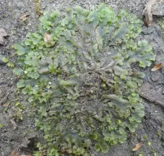 Endive Pellia thumbnail 3