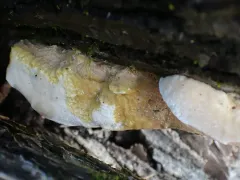 Physarum flavicomum thumbnail 2