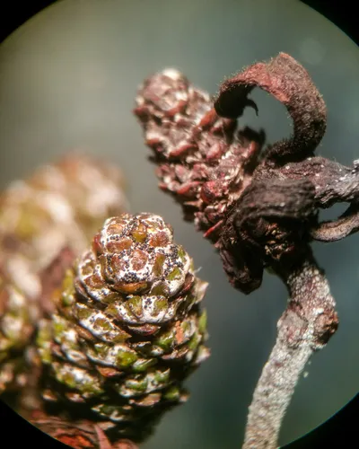 Erysiphe aggregata