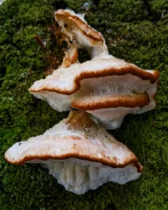 brown-staining cheese polypore thumbnail 2