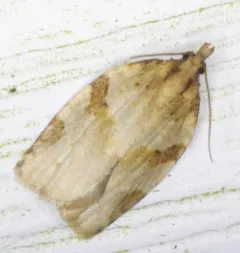 Cyclamen Tortrix thumbnail 2
