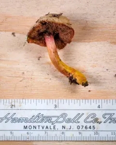 Chalciporus rubinellus thumbnail 3