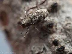 Douglas-fir twig weevil thumbnail 2