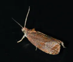 Olethreutes submissanum thumbnail 1