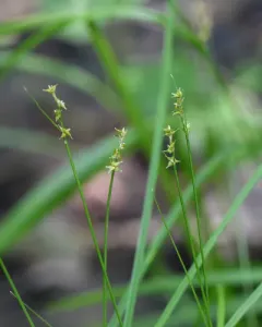 prickly bog sedge thumbnail 4