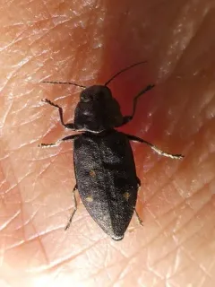 Drummond's Flathead Fir Borer thumbnail 2