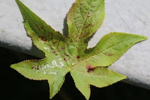 Phyllocnistis liquidambarisella