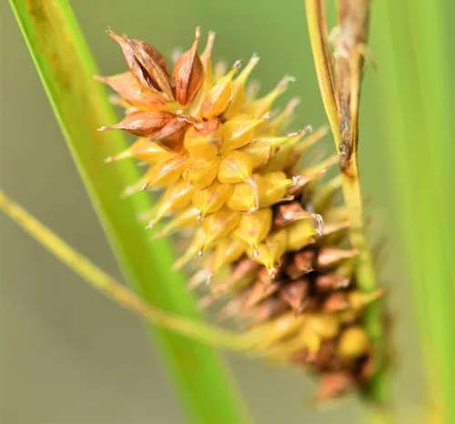 beaked sedge
