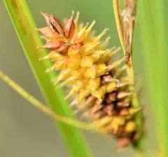 beaked sedge thumbnail 1