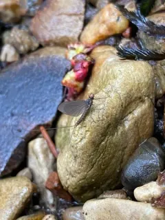 Little Blue-winged Olive thumbnail 2