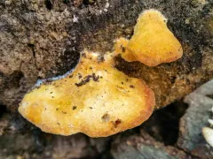 Orange Polypore thumbnail 4